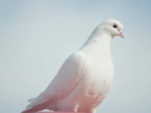 비둘기 꿈 해몽